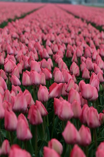 From Amsterdam: Tulip Fields of Holland Tour - What you’re likely to see: tulips plus hyacinths and daffodils