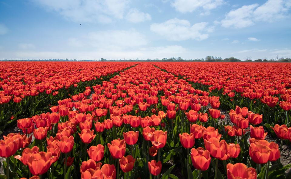 From Amsterdam: Tulip Fields of Holland Tour - Windmills and working saw mills: a possible bonus along the way