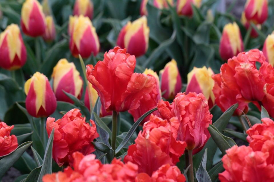 From Amsterdam: Tulip Fields of Holland Tour - Price and value: what $200 buys in a 5-hour, max-7 tour