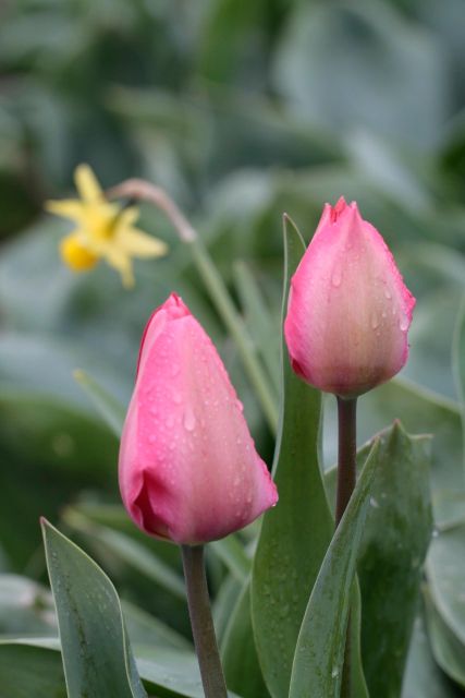 From Amsterdam: Tulip Fields of Holland Tour - Getting started: Lot61 meeting point and a small-group vibe