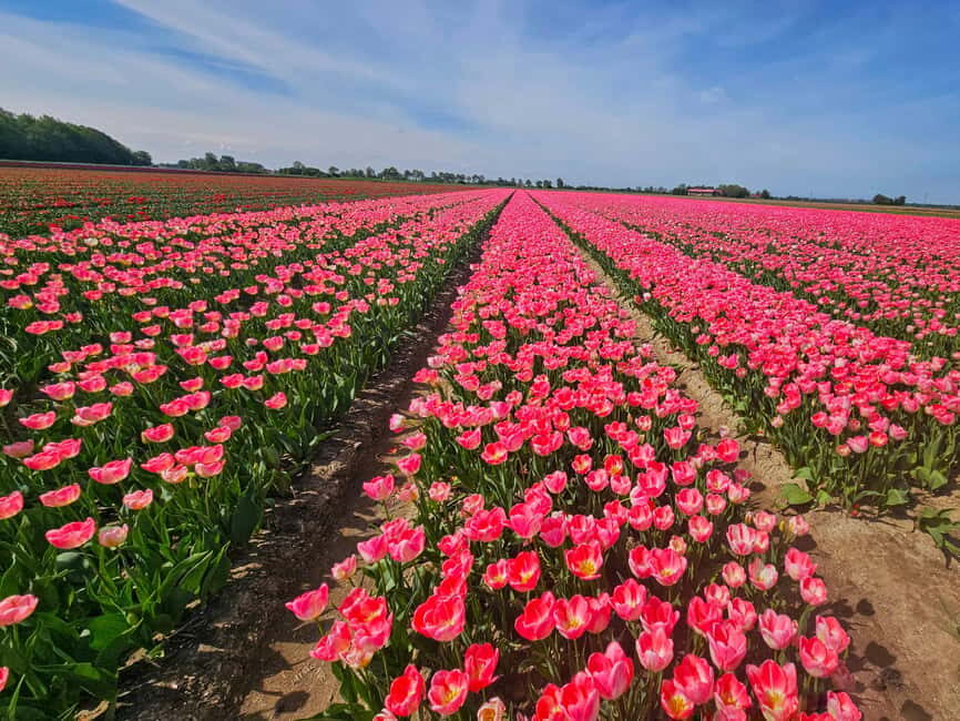 From Amsterdam: Tulip Tour Keukenhof & City Tour Delft - Key things that make this tour work