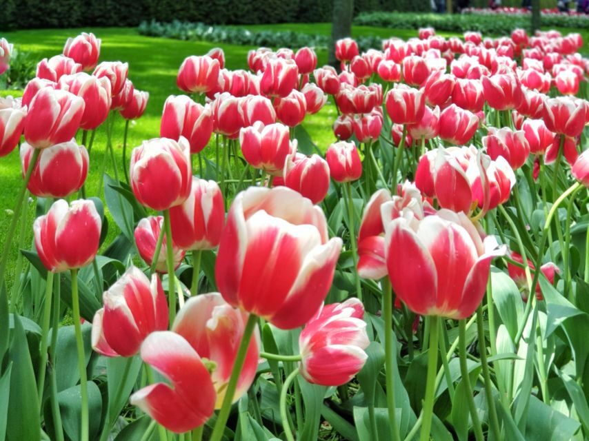 From Amsterdam: Tulip Tour Keukenhof & City Tour Delft - A Tulip Day With a Delft Detour