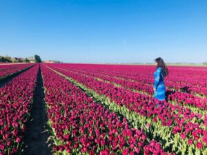 From Amsterdam: Tulip Tour Keukenhof & City Tour Delft - Meeting in Amsterdam: Easy Start, Real Time on the Clock