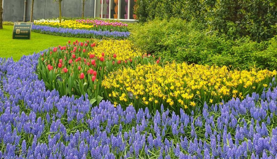 From Amsterdam: Tulip Tour Keukenhof & City Tour Delft - Keukenhof Before Noon: Getting the Most From Your Garden Ticket
