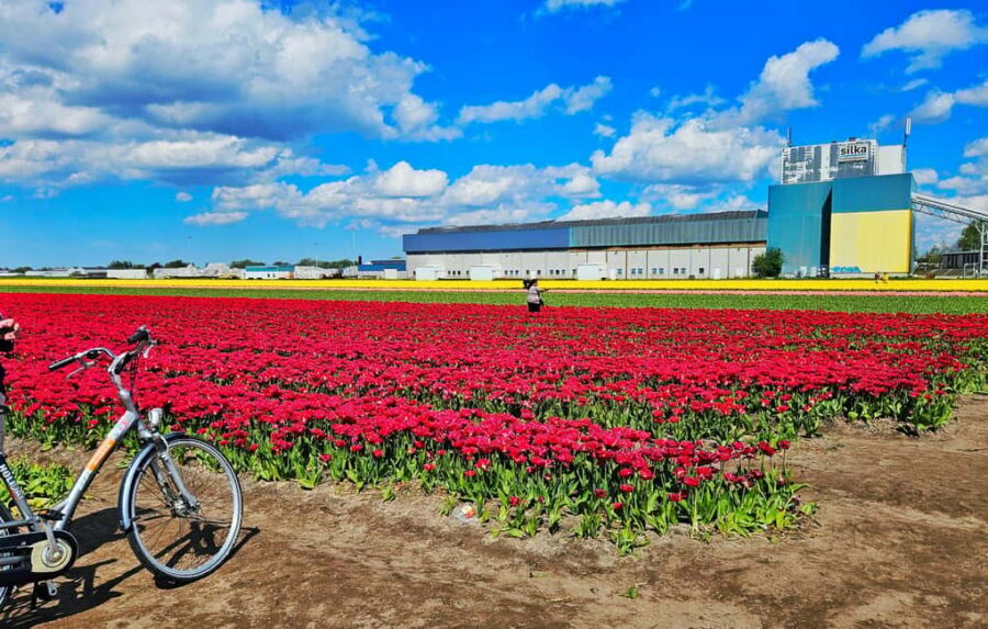 From Amsterdam: Tulip Tour Keukenhof & City Tour Delft - The Guided Walk at Keukenhof: What You’ll Actually Gain