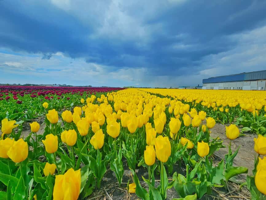 From Amsterdam: Tulip Tour Keukenhof & City Tour Delft - Delft in the Afternoon: From Garden Colors to Blue-and-White Tiles