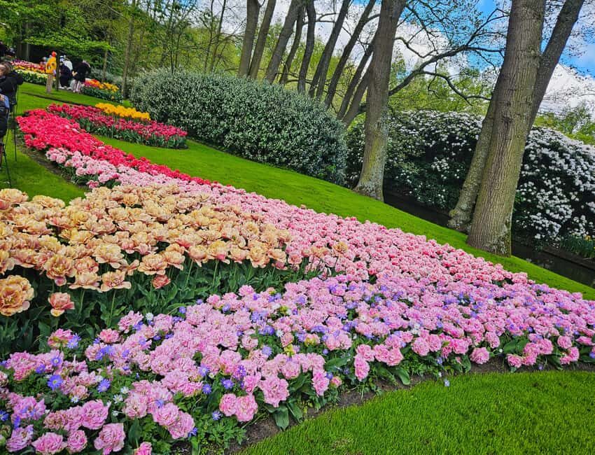 From Amsterdam: Tulip Tour Keukenhof & City Tour Delft - Market Square Time: What You Can Do With 1.5 Hours