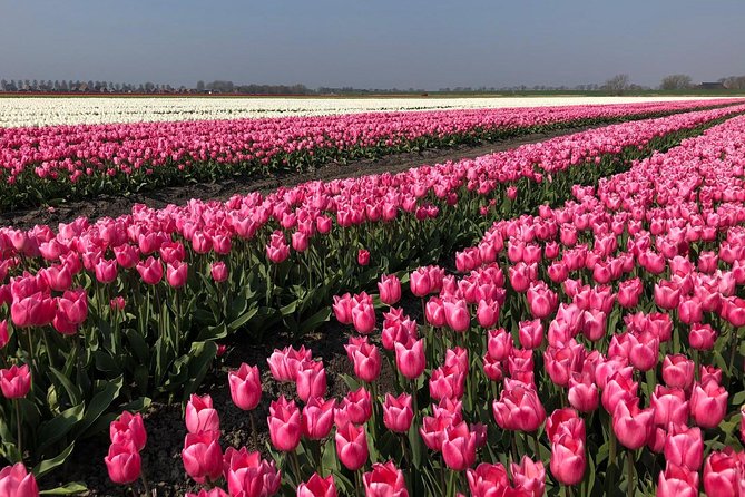 Full day tour to Texel - Friesian Islands - from Amsterdam - Texel From Amsterdam: A Real Seaside Day Trip, Not a Rushed Excursion