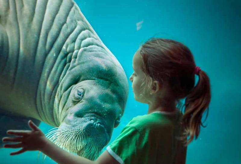 Harderwijk: Dolfinarium Entry Ticket - Dolfinarium Harderwijk: what you’re really booking for