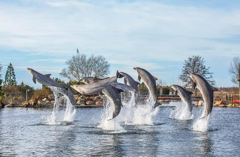Harderwijk: Dolfinarium Entry Ticket - Marine life you’ll actually spend time with