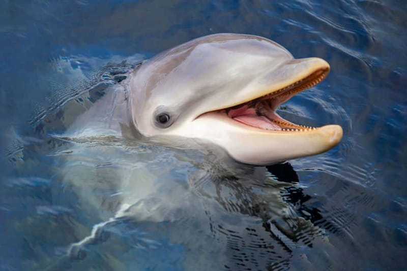 Harderwijk: Dolfinarium Entry Ticket - Practical planning: what to bring (and what to avoid)