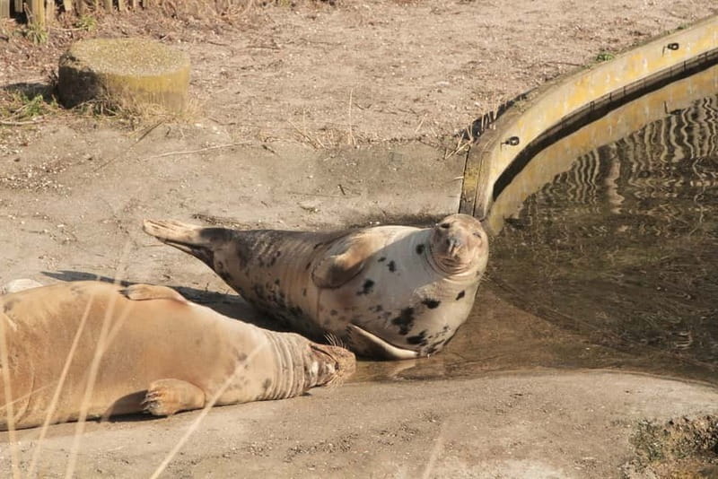 Harderwijk: Dolfinarium Entry Ticket - Getting there and parking reality check