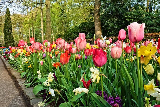 Keukenhof Gardens and Tulips Private Tour from Amsterdam - The private Mercedes ride: skip lines, close parking, and fewer stress points