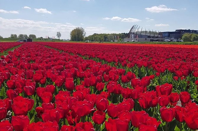 Keukenhof Skip-the-line Tickets: Countryside & Farm Private Tour - Lisse bulb farms and flowerfields: the tulips before the crowd