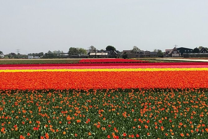 Keukenhof, Tulip Farm, Flower Fields & Zaanse Schans Windmills - How to Plan Your Day Without Getting Hungry or Rushed