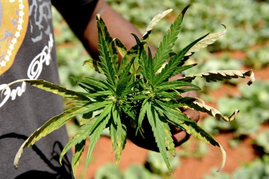 Mike Tyson inspired cannabis tour PRIVATE - Quick Takeaways