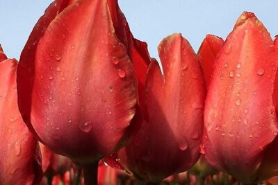 Private Day Tour to Keukenhof Gardens - from Amsterdam/Rotterdam - Pickup From Amsterdam or Rotterdam: The Day Starts Easy