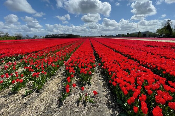 Private Day Tour to Keukenhof Gardens - from Amsterdam/Rotterdam - Tulip Fields and Picture Stops: The Photo Game Has Rules