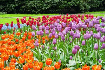 Private Day Trip from Amsterdam to Keukenhof with Entrance Tickets - Hotel pickup in the Netherlands: start when you want