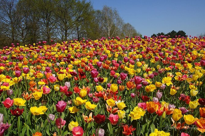 Private Day Trip to Keukenhof Gardens with Entrance Tickets - Why Private Keukenhof Beats the Big Bus Day