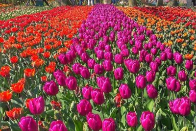 Private Day Trip to Keukenhof Gardens with Entrance Tickets - The Flowers You’ll Actually Want to See Up Close