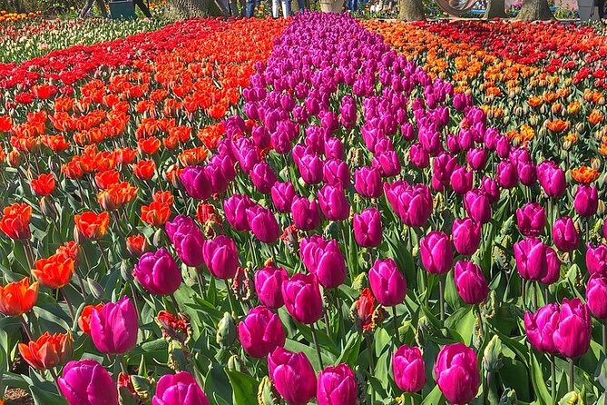 Private Day Trip to Keukenhof Gardens with Entrance Tickets - The Flowers You’ll Actually Want to See Up Close