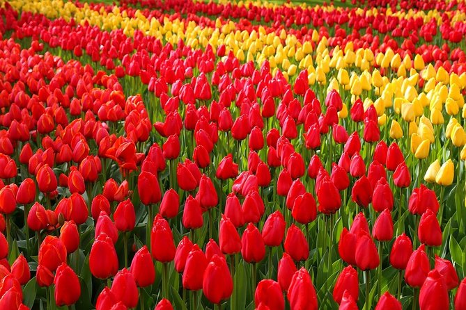 Private Half-Day Trip From Amsterdam to The Tulip Fields in Keukenhof - Key highlights and practical takeaways
