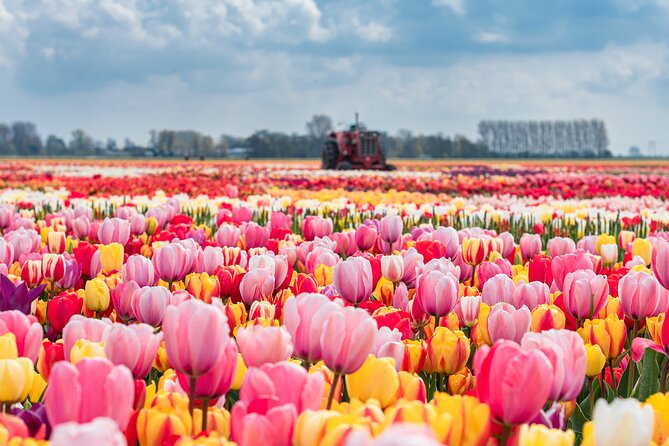 Private Keukenhof Gardens and Tulip Fields Tour from Amsterdam - Tulip Day Logistics: Private Pickup, Private Ride, and a Clean Cut Timeline
