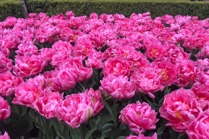 Private Tour to the Keukenhof and Tulip Fields - Private Driver Value: What This Tour Buys You