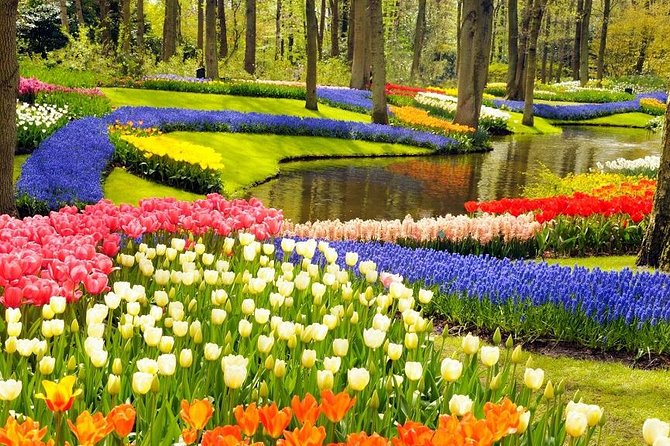 Private Tour to the Keukenhof and Tulip Fields - Aalsmeer Flower Auction: The 7am Option and Ticket Timing