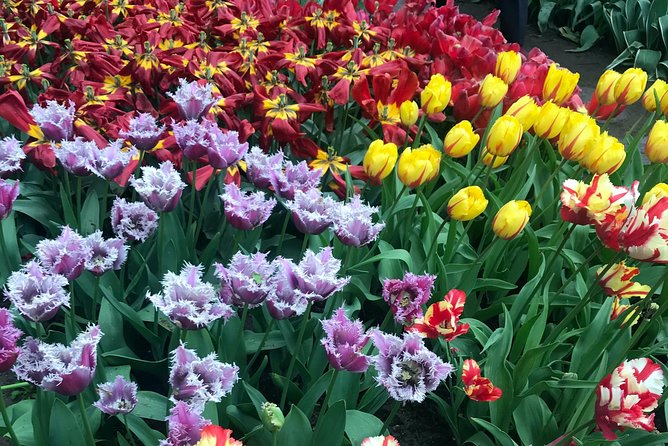 Private Tour to the Keukenhof and Tulip Fields - Price and Real-World Logistics: Budget Like a Pro