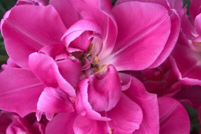 Private Tour to the Keukenhof and Tulip Fields - De Tulperij: The Short Stop That’s Easy to Enjoy