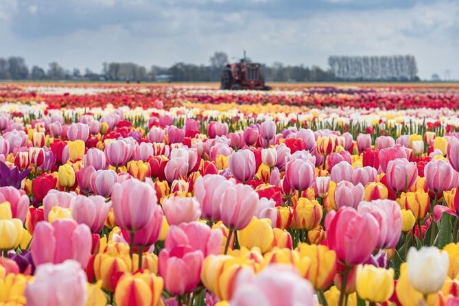 Private Tour to Tulips, Keukenhof, Windmills & Cheese Farm - Key things to know before you go