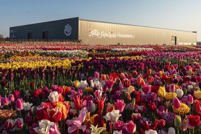 Private Tour to Tulips, Keukenhof, Windmills & Cheese Farm - Jacobs Hoeve Cheese Farm by Henri Willig: Gouda lessons and tastings