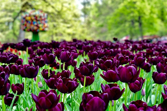 Private Tour to Windmills Zaanse Schans +Keukenhof - 7 Hours - Noordwijkerhout in 30 minutes: tulip fields with zero fuss