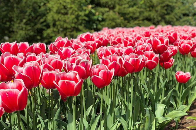 Private Tour to Windmills Zaanse Schans +Keukenhof - 7 Hours - Price reality check: $1,027.25 for up to 6 people