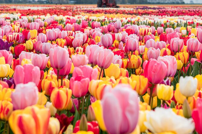 Private Tulip Fields, Windmills and Cheese Tour from Amsterdam - Key Highlights You’ll Feel Right Away