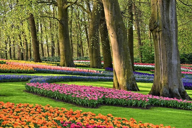 Private Tulip Fields, Windmills and Cheese Tour from Amsterdam - Henri Willig Cheese Farm: Tastings, Buying, and Shipping Gouda