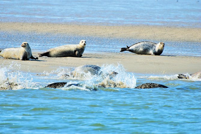 Seal Safari at UNESCO Site Waddensea from Amsterdam - Key takeaways before you go