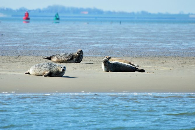 Seal Safari at UNESCO Site Waddensea from Amsterdam - The Wadden Sea boat tour: how seal spotting really feels