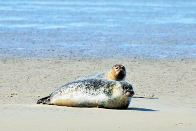 Seal Safari at UNESCO Site Waddensea from Amsterdam - Getting to the coast: private minivan from De Ruijterkade