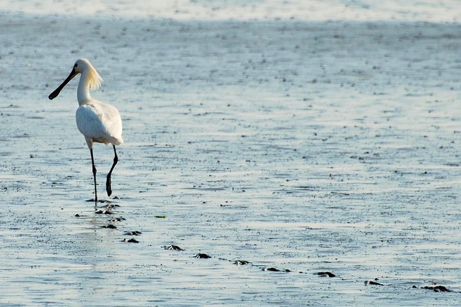 Seal Safari at UNESCO Site Waddensea from Amsterdam - Ecosystem lessons that make the birds make sense