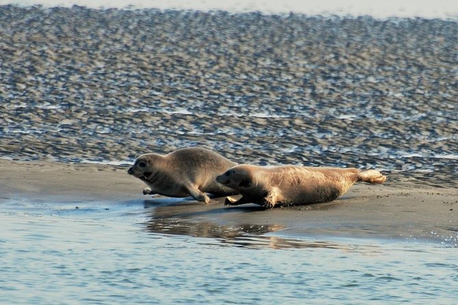 Seal Safari at UNESCO Site Waddensea from Amsterdam - Twisk: an easy 17th-century palate cleanser