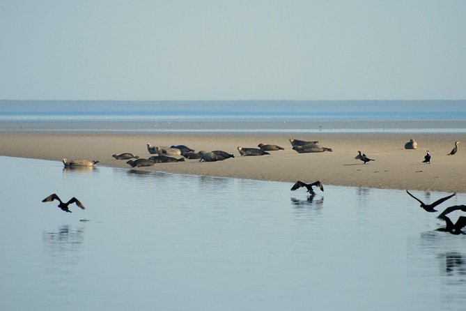 Seal Safari at UNESCO Site Waddensea from Amsterdam - Small-group touring: why the max-8 limit matters