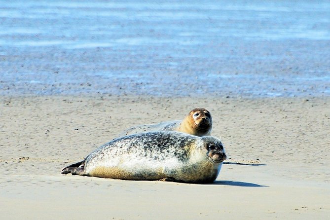 Seal Safari at UNESCO Site Waddensea from Amsterdam - Getting to the coast: private minivan from De Ruijterkade