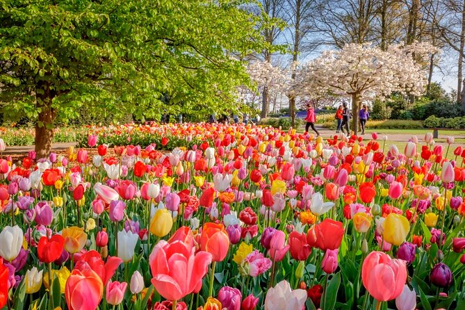 Skip-the-Line Keukenhof Gardens and Tulip Fields Tour from Amsterdam - Why Keukenhof needs a skip-the-line plan