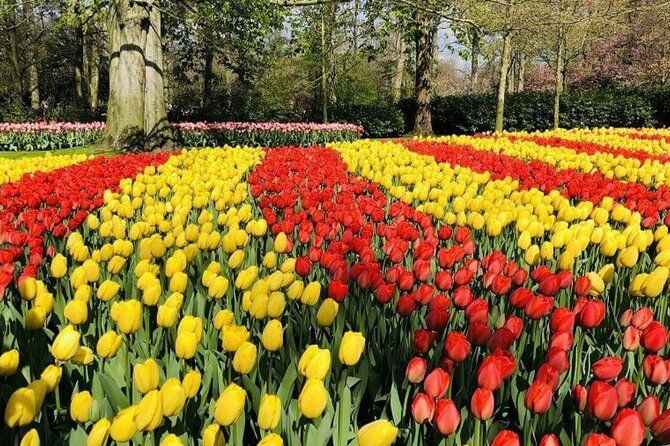 Skip-the-Line Keukenhof Gardens and Tulip Fields Tour from Amsterdam - Who this tour suits best