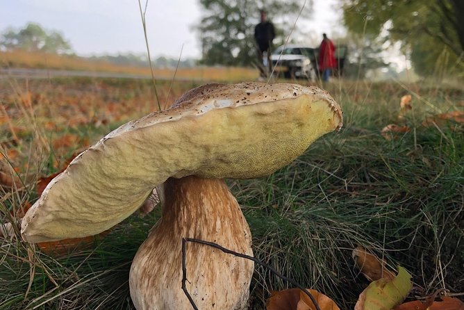 Small Group Tour to NP Hoge Veluwe (van Gogh) from Amsterdam - Price and What You’re Really Paying For (No Lunch Included)