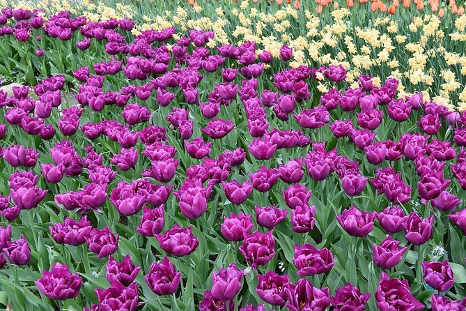 Tour to Giethoorn and Keukenhof Tulip Fields from Amsterdam - Who should book this, and who might want a different setup